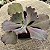 FIRE AND ICE - Suculenta Gibbiflora - Imagem 1