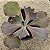 FIRE AND ICE - Suculenta Gibbiflora - Imagem 4