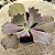 FIRE AND ICE - Suculenta Gibbiflora - Imagem 2