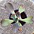 S/ID N°2 - Suculenta Gibbiflora para Jardim - Imagem 1