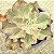 CURLS - Suculenta Gibbiflora Planta Decorativa - Imagem 2