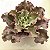 CURLS - Suculenta Gibbiflora Planta Decorativa - Imagem 4