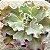 CURLS - Suculenta Gibbiflora Planta Decorativa - Imagem 3