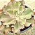 CURLS - Suculenta Gibbiflora Planta Decorativa - Imagem 1