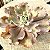 Suculenta Gibbiflora para Aquários Decorativos - Imagem 2