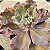 Suculenta Gibbiflora para Aquários Decorativos - Imagem 1