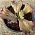 PERDI ID N°2 - Suculenta Gibbiflora para Jardim e Decoração - Imagem 3