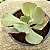 HB Carunculas - Suculentas Gibbiflora - Imagem 1