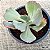 HB Carunculas - Suculentas Gibbiflora - Imagem 2