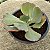 HB Carunculas - Suculentas Gibbiflora - Imagem 3