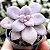 Graptopetalum Superbum Suculenta Compacta - Imagem 1
