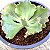 JORNASOL - Suculenta Gibbiflora - Imagem 3