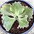 JORNASOL - Suculenta Gibbiflora - Imagem 4