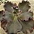 BUXTHEIDE - Suculenta Gibbiflora - Imagem 5