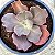 BUXTHEIDE - Suculenta Gibbiflora - Imagem 4