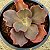 BUXTHEIDE - Suculenta Gibbiflora - Imagem 3