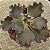 BUXTHEIDE - Suculenta Gibbiflora - Imagem 6