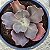 BUXTHEIDE - Suculenta Gibbiflora - Imagem 7