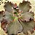 BUXTHEIDE - Suculenta Gibbiflora - Imagem 1