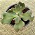 Suculenta Buble Gum Gibbiflora - Imagem 4