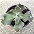 Suculenta Buble Gum Gibbiflora - Imagem 1