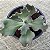 Suculenta Buble Gum Gibbiflora - Imagem 3