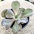 BOWL- Suculenta Gibbiflora Natural Para Jardim - Imagem 1