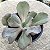 BOWL- Suculenta Gibbiflora Natural Para Jardim - Imagem 2
