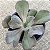 BOWL- Suculenta Gibbiflora Natural Para Jardim - Imagem 3