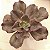 BOWL- Suculenta Gibbiflora Natural Para Jardim - Imagem 1