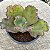PERDI ID N° 3 - Suculenta Gibbiflora para Jardim e Decoração - Imagem 3