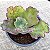 PERDI ID N° 3 - Suculenta Gibbiflora para Jardim e Decoração - Imagem 2