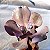T28 - Suculenta Gibbiflora para Jardim - Imagem 8
