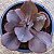 T28 - Suculenta Gibbiflora para Jardim - Imagem 3