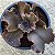 Crescent Spinger - Suculenta Gibbiflora - Imagem 2