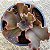 Crescent Spinger - Suculenta Gibbiflora - Imagem 3