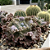 Crescent Spinger - Suculenta Gibbiflora - Imagem 1
