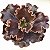 Crescent Spinger - Suculenta Gibbiflora - Imagem 2
