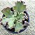 CUMING - Suculenta Gibbiflora Para Jardim - Imagem 3