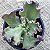 CUMING - Suculenta Gibbiflora Para Jardim - Imagem 2