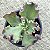 CUMING - Suculenta Gibbiflora Para Jardim - Imagem 1