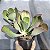MAUNA PORTUGUÊSA - Suculenta Gibbiflora Para Jardim - Imagem 1