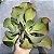 MAUNA PORTUGUÊSA - Suculenta Gibbiflora Para Jardim - Imagem 2