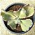 AKINA - Suculenta Gibbiflora para Jardim - Imagem 3