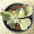 AKINA - Suculenta Gibbiflora para Jardim - Imagem 2