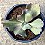 AKINA - Suculenta Gibbiflora para Jardim - Imagem 4