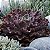 W002 - Suculenta Gibbiflora Roxa Natural - Imagem 1