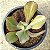 TIMAJON - suculenta gibbiflora para jardim - Imagem 2