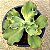 VIGNUS - Suculenta Gibbiflora para Jardim - Imagem 1