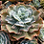 OCEAN BLUE - Suculenta gibbiflora para jardim - Imagem 1